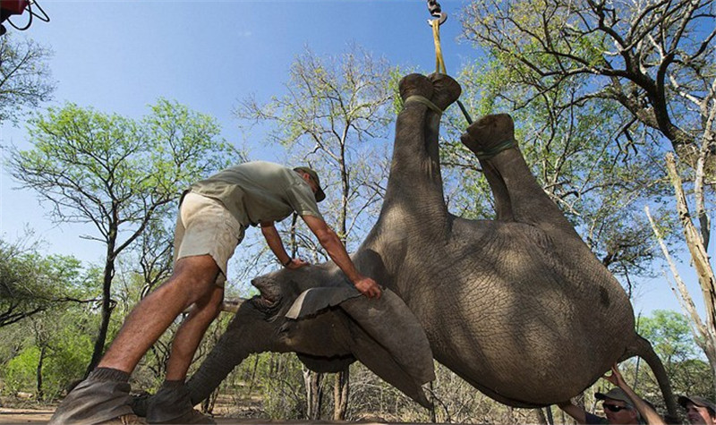 近日，南非一處自然保護區(qū)內(nèi)整個象群逃離。