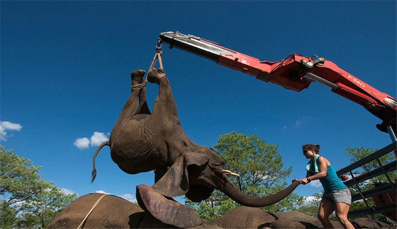 護林員***時間對其進行追蹤，而后將十幾頭約4噸重的大象麻醉并捆綁四肢，用起重機小心放入轉(zhuǎn)運車上救回。