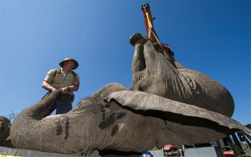報道稱，為了使大象們感到舒適，護林人員在運送期間一直陪在它們身邊，用樹枝撐開象鼻以保證它們能夠正常呼吸，并給它們澆水降溫。