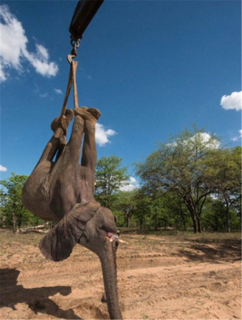 據(jù)悉，大象被吊車吊起的畫面由來自英國的攝影師兼自然保護主義者皮特?牛津（Pete Oxford）拍攝。